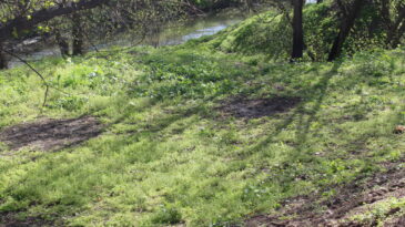 Peste 700 de angajaţi ai întreprinderii au participat la acţiunea de salubrizare a râului Bâc