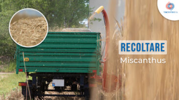 A început recoltarea plantei energetice Miscanthus pentru Centrala termică pe bază de biomasă – VIDEO